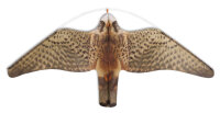 STOPGULL Falke
